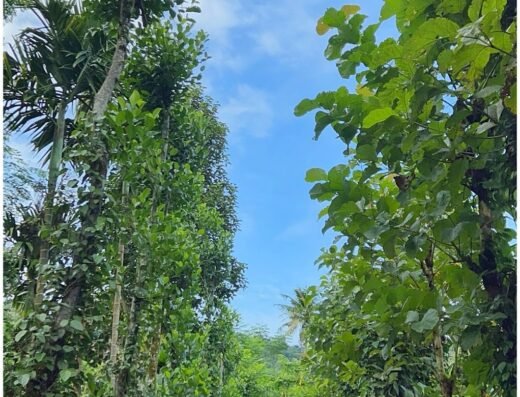 Pepper Nut Homestay
