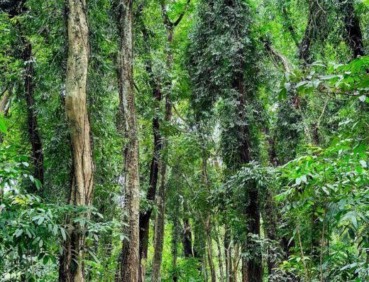 Edavetty Forest | Nagaravanam Thodupuzha