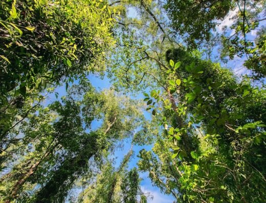 Edavetty Forest | Nagaravanam Thodupuzha
