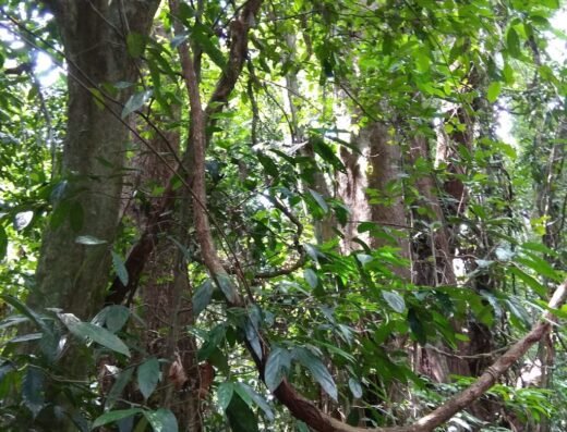 Sree Amaramkavu Devi Temple