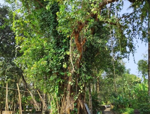 Sree Nadayilkavu Temple