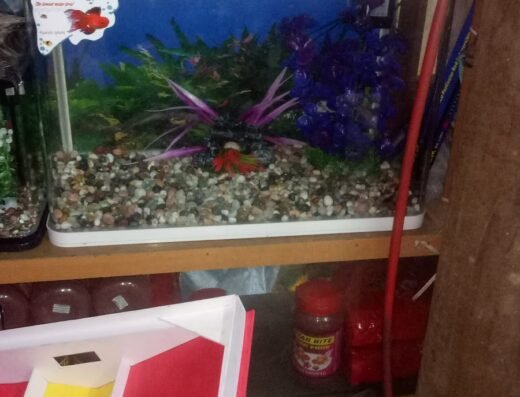 Alankar Fish Aquarium