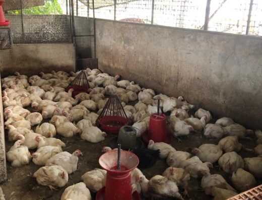 Ameen Chicken Center -Chicken Centre in Thodupuzha, Whole Sale & Retail Chicken, Duck Meat Centre in Thodupuzha