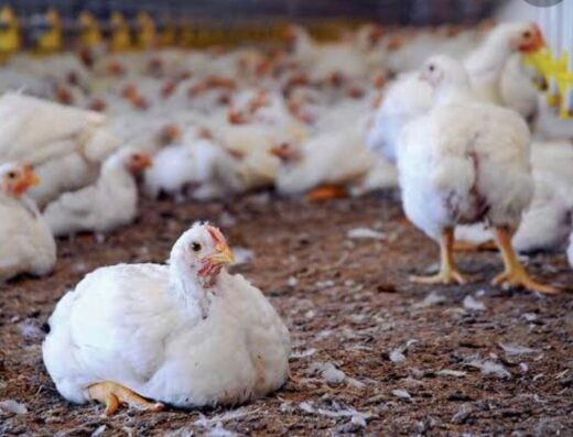Ameen Chicken Center -Chicken Centre in Thodupuzha, Whole Sale & Retail Chicken, Duck Meat Centre in Thodupuzha