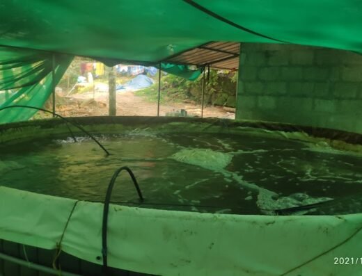 GREEN FISH AQUA FARM