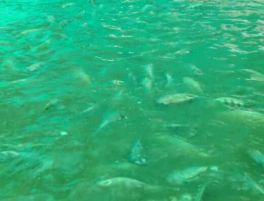GREEN FISH AQUA FARM