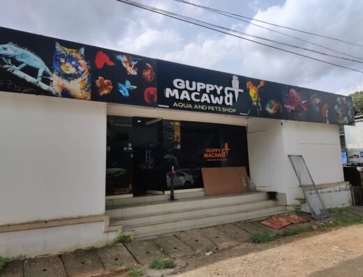 Guppy Macawa