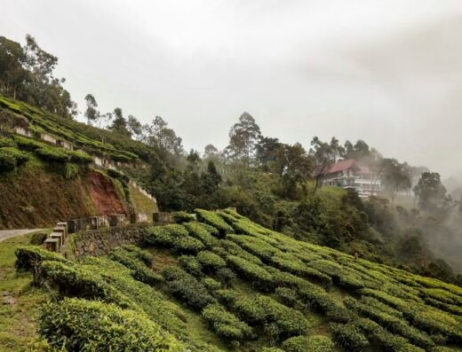 Kerala.com Travel Division