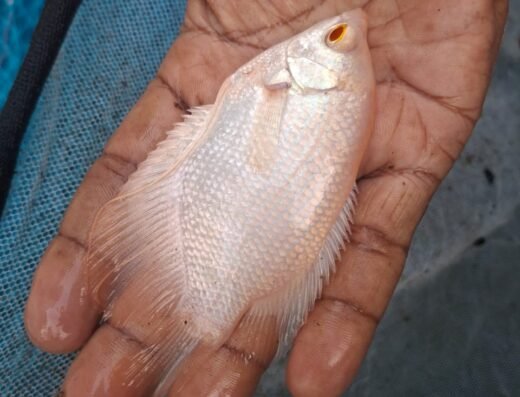 MARIYA FISH FARM