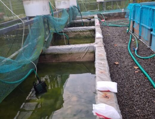 MARIYA FISH FARM