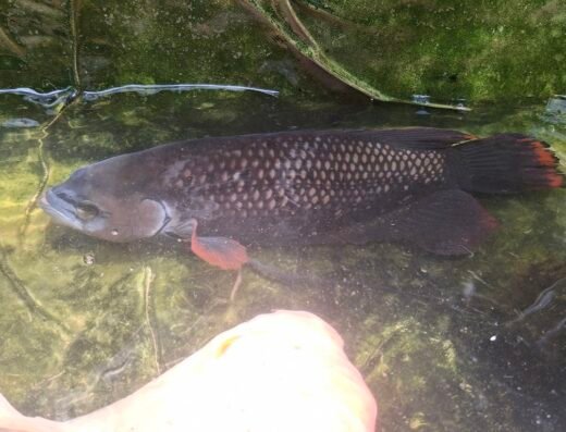 MARIYA FISH FARM