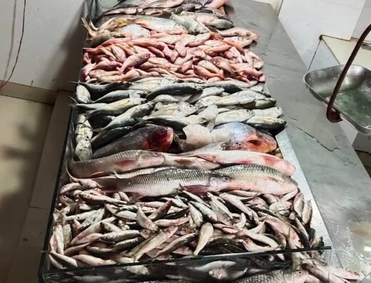 sony fisheries super market